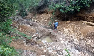 Giấc mộng vàng và nước mắt rừng phòng hộ Yên Na - Bài 2: Rừng phòng hộ 'chảy máu'
