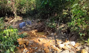 Giấc mộng vàng và nước mắt rừng phòng hộ Yên Na - Bài 1: Giấc mộng đổi đời từ... tin đồn