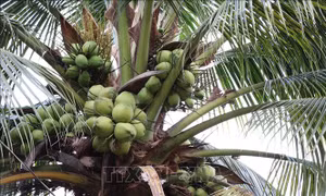 Vĩnh Long xây dựng vùng dừa hữu cơ 34.000 ha