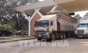 Tạm ngưng áp dụng Nghị định 46: Giải pháp cấp bách gỡ ách tắc thông quan