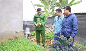Tạm giữ đối tượng trồng trái phép gần 1.350 cây thuốc phiện