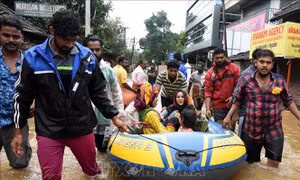 Ấn Độ: Dịch 'sốt chuột' hoành hành tại bang Kerala sau lũ lụt
