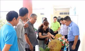 Thí điểm xây dựng chuỗi giá trị ngành hàng mít từ 'Mít ruột đỏ Cái Ngang'