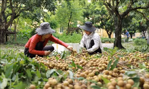 Mở rộng cơ hội xuất khẩu cho trái nhãn Việt Nam