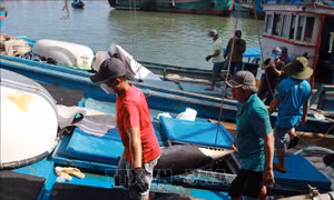 Ngư dân vươn khơi bám biển trong dịp Tết Nguyên đán
