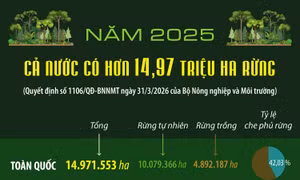 Năm 2025: Cả nước có hơn 14.97 triệu ha rừng
