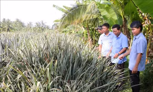 Trồng dứa cho lợi nhuận trên 150 triệu đồng/ha