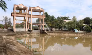 Nguy cơ triều cường vượt báo động 3, Đồng Tháp khẩn trương chống ngập, mặn
