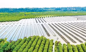 Kiểm tra, xử lý việc lấn chiếm rừng phòng hộ bàu Cá Cái