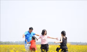 Khu Du lịch Tràm Chim mở tour tham quan hoa Hoàng Đầu Ấn