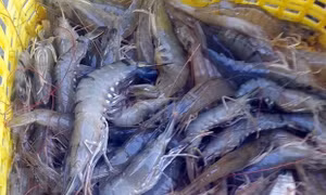 Giá tôm tăng cao dịp cuối năm 