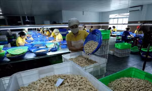 Ngành điều đương đầu với nhiều thách thức
