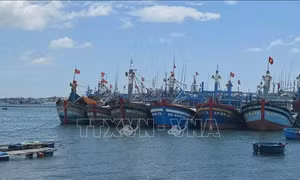 Gia Lai tổng kiểm kê, số hóa tàu cá để nâng hiệu quả chống khai thác IUU