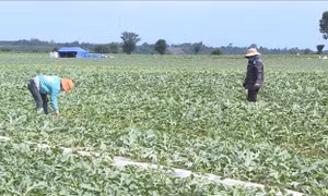 Vụ mùa vui trên đất hạn