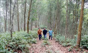 Tuyên Quang: Thêm những cánh rừng đạt chứng chỉ FSC