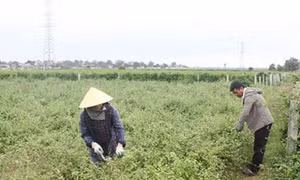 Trồng cây dược liệu - hướng khởi nghiệp mới của phụ nữ xứ Thanh
