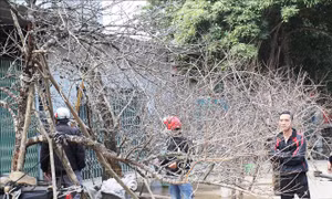 Cây đào nâng cao đời sống người dân Yên Bái