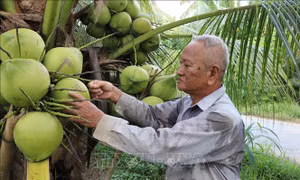 Chuyển từ trồng lúa kém hiệu quả sang dừa lãi cao gấp 3 lần