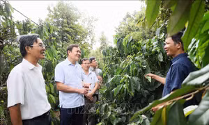 Đắk Lắk tập trung các giải pháp phát triển cà phê bền vững