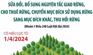 Sửa đổi, bổ sung nguyên tắc giao rừng, cho thuê rừng