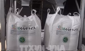 Xuất khẩu xanh: Luật chơi mới của thương mại toàn cầu