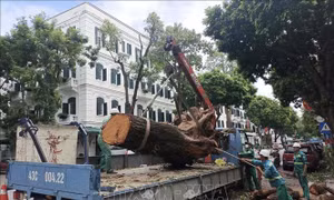 Các địa phương hỗ trợ Hà Nội thu dọn cây xanh gãy đổ do bão