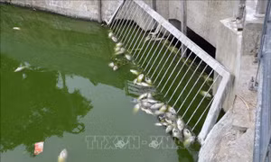 Cá chết hàng loạt ở hồ Thạc Gián là do thiếu oxy