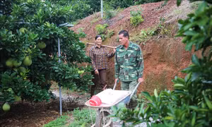 Ngày Phụ nữ Việt Nam 20/10: Người tiên phong đưa giống bưởi đỏ về vùng đất đồi