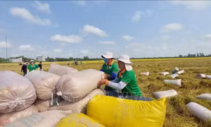 Giá gạo xuất khẩu tiếp xu hướng giảm
