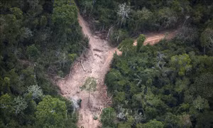 Biểu tình trước các đại sứ quán Brazil để phản đối nạn chặt phá rừng Amazon