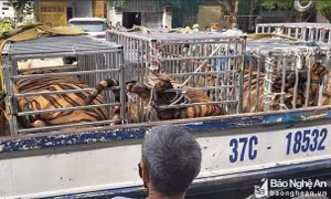 Công an Nghệ An thông tin về việc 8 con hổ chết chưa rõ nguyên nhân