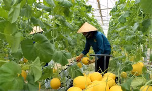 Thay đổi tư duy trong phát triển nông nghiệp