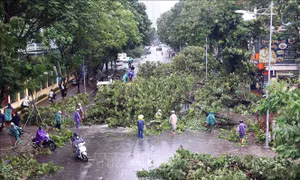 Trên 25.000 cây xanh ở Hà Nội gãy đổ do bão số 3