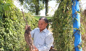 Trồng khoai mài trên đất cát lợi nhuận đến 80%
