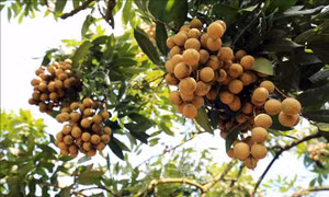 Trồng nhãn VietGAP thu lãi gấp 2 lần, tránh tình trạng được mùa mất giá 