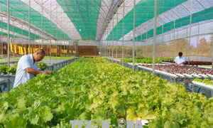 Hà Nội đẩy mạnh liên kết tiêu thụ nông sản an toàn