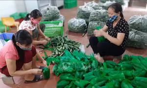 Sản xuất dưa chuột gắn với ký kết hợp đồng tiêu thụ