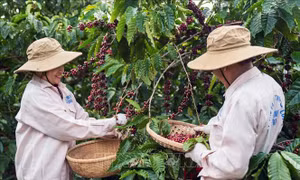 Giá cà phê tuột mốc 100.000 đồng/kg