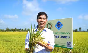 Nông dân đón nhận giống lúa mới với nhiều ưu điểm vượt trội