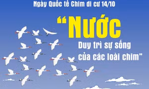 Ngày Quốc tế Chim di cư 14/10: 'Nước - Duy trì sự sống của các loài chim'