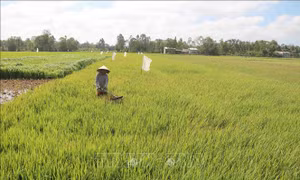 Nông dân Trà Vinh tăng thu nhập từ chuyển đổi lúa vụ 3 sang trồng màu