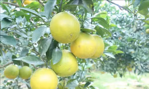 Khẳng định thương hiệu cam Hưng Yên
