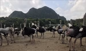 Gương Nông dân Việt Nam xuất sắc: Nuôi đà điểu thu lãi tiền tỷ