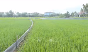 Các tỉnh phía Bắc đặt mục tiêu giá trị sản xuất vụ Đông 2024 đạt 40.000 tỷ đồng