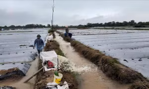 Hải Dương có gần 5.000 ha lúa bị ngập do bão số 2