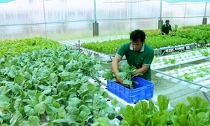 Chuyển đổi số trong nông nghiệp khắc phục sản xuất manh mún, nhỏ lẻ và thiếu liên kết