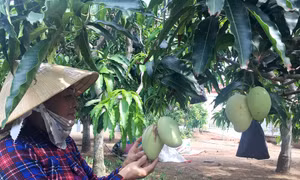 Công bố nhãn hiệu chứng nhận 'Xoài tứ quý Thạnh Phú'