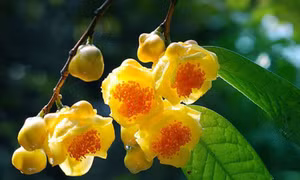 Nông dân 'đổi đời' nhờ cây trà hoa vàng