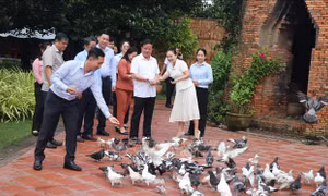 Bước nhảy vọt đưa du lịch thống trị thị trường
