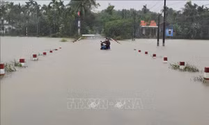Thừa Thiên - Huế: Nhiều diện tích rau màu bị hư hại do úng ngập